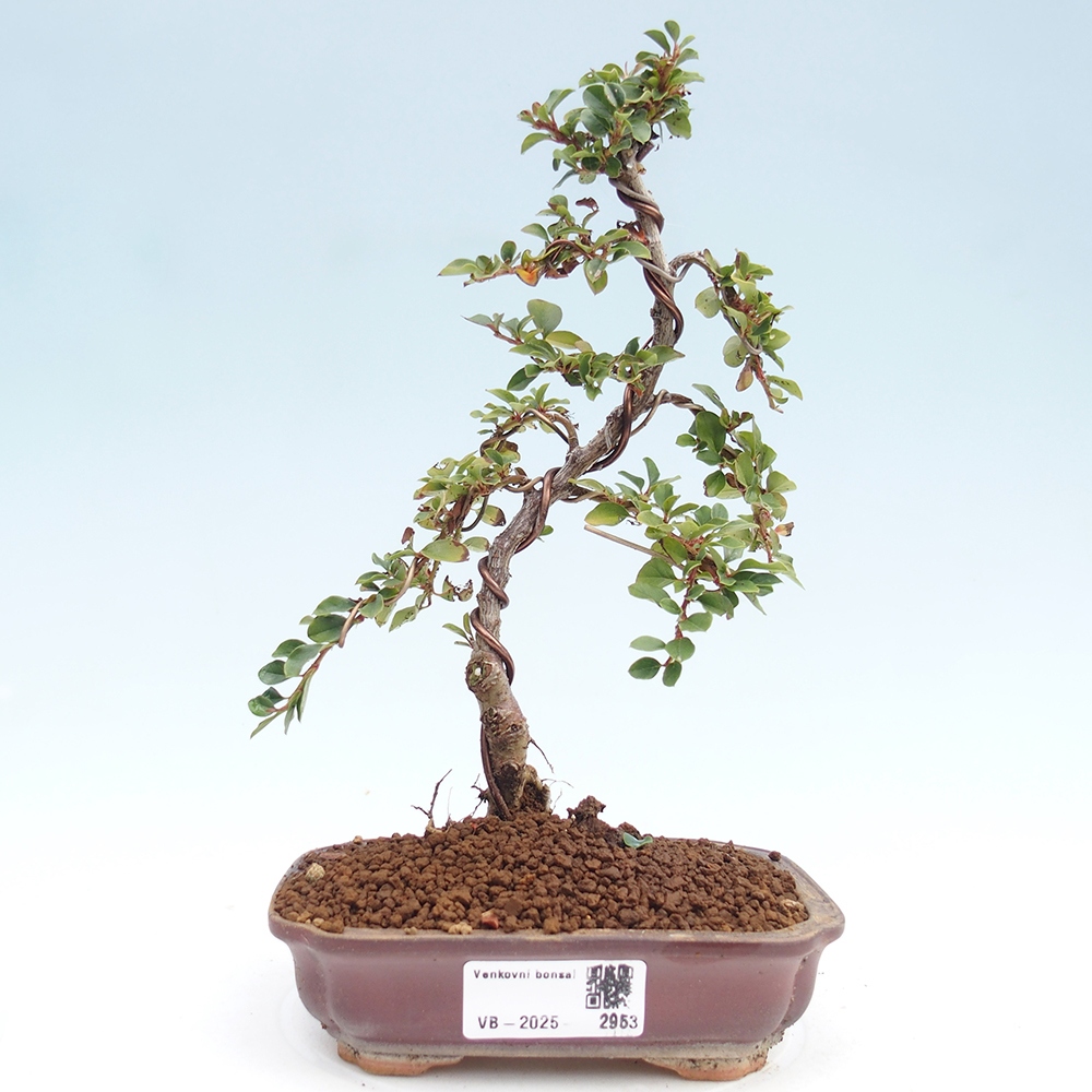 Bonsai voor buiten - Cotoneaster horizontalis - Rocky Mountain