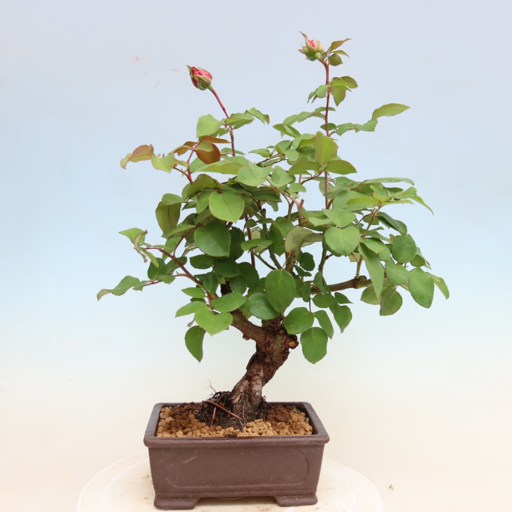 Bonsai voor buiten - Rosa Kordes - roos