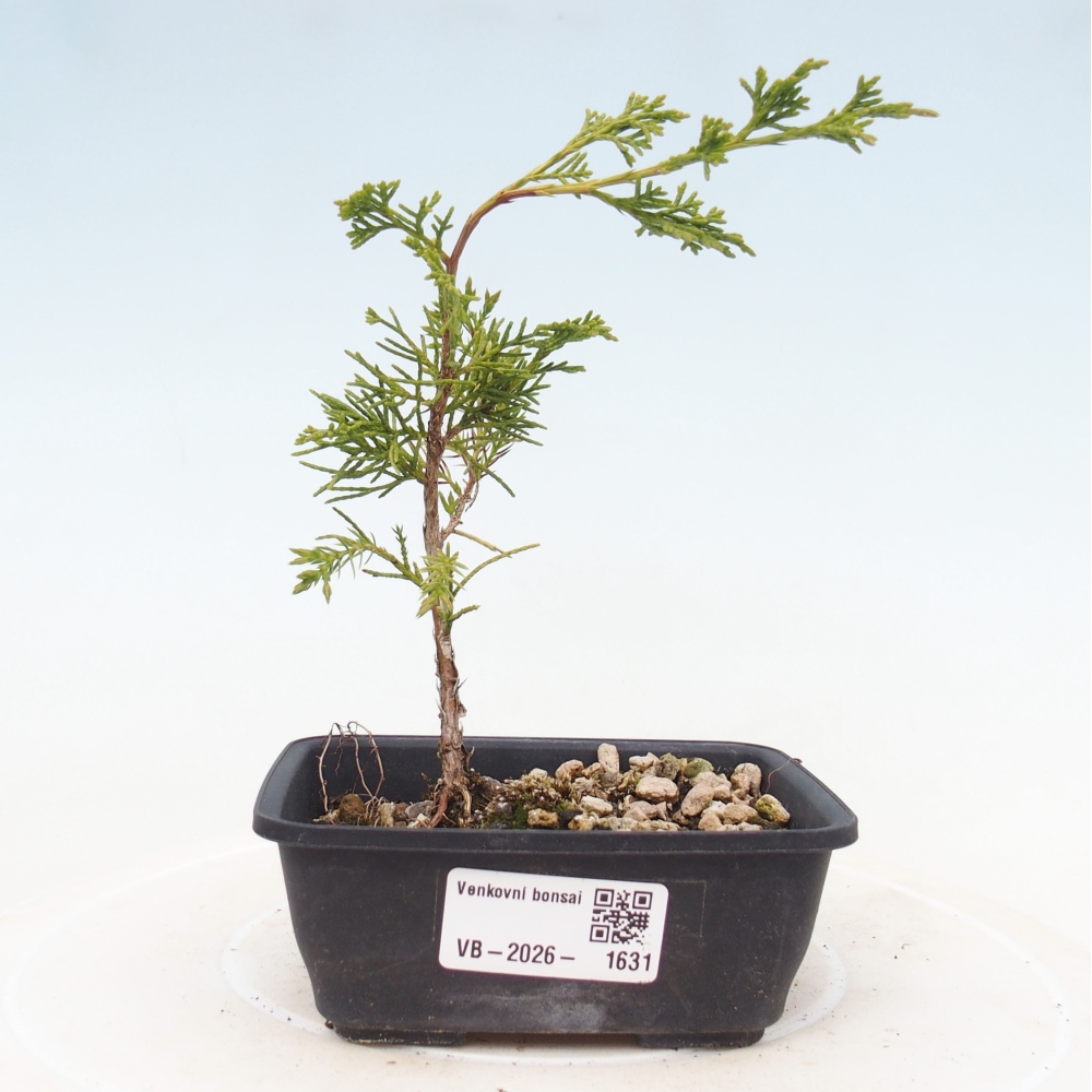 Bonsai voor buiten - Juniperus chinensis Itoigawa