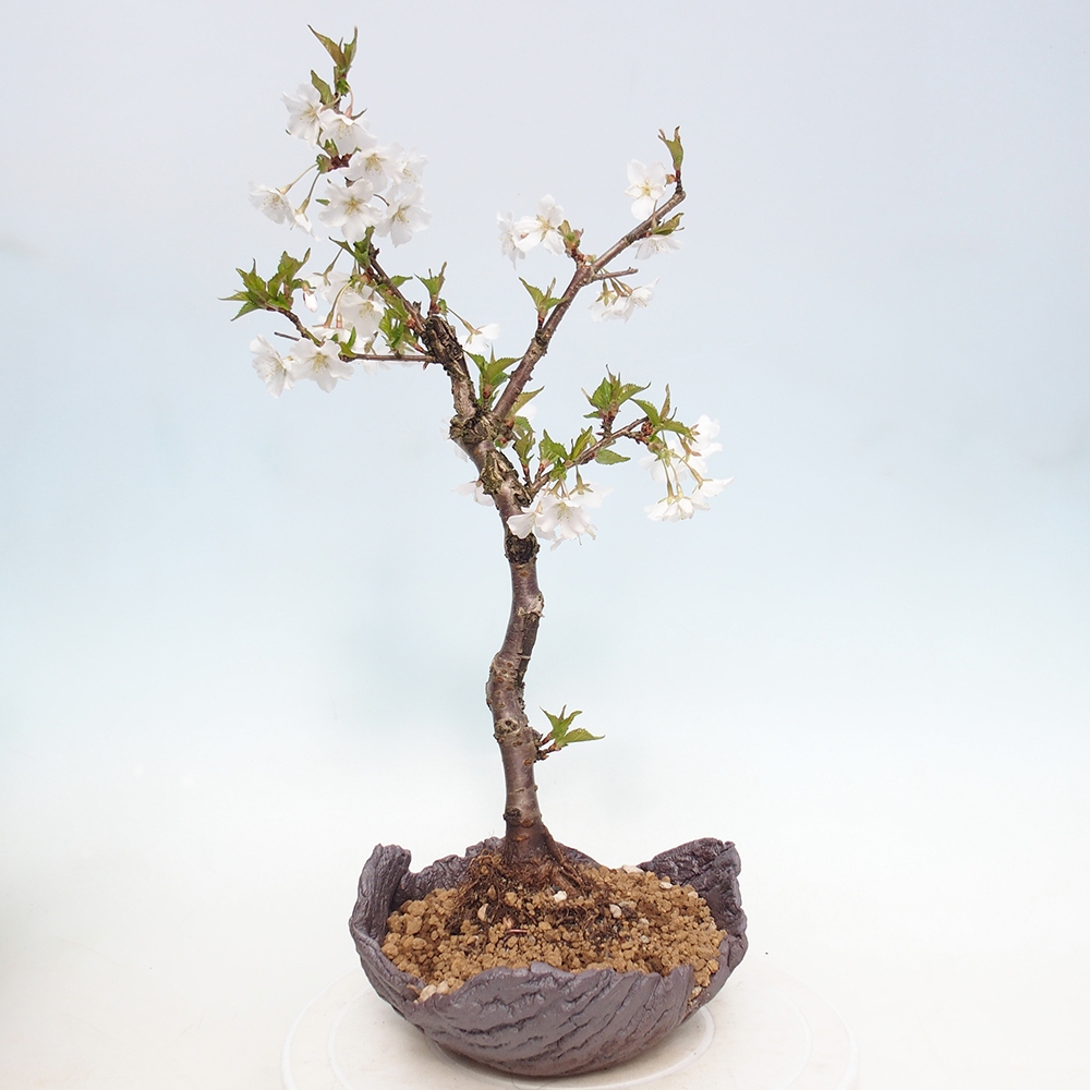 Bonsai voor buiten - Prunus incisa Kojou-no mai-Plivon uitgesneden