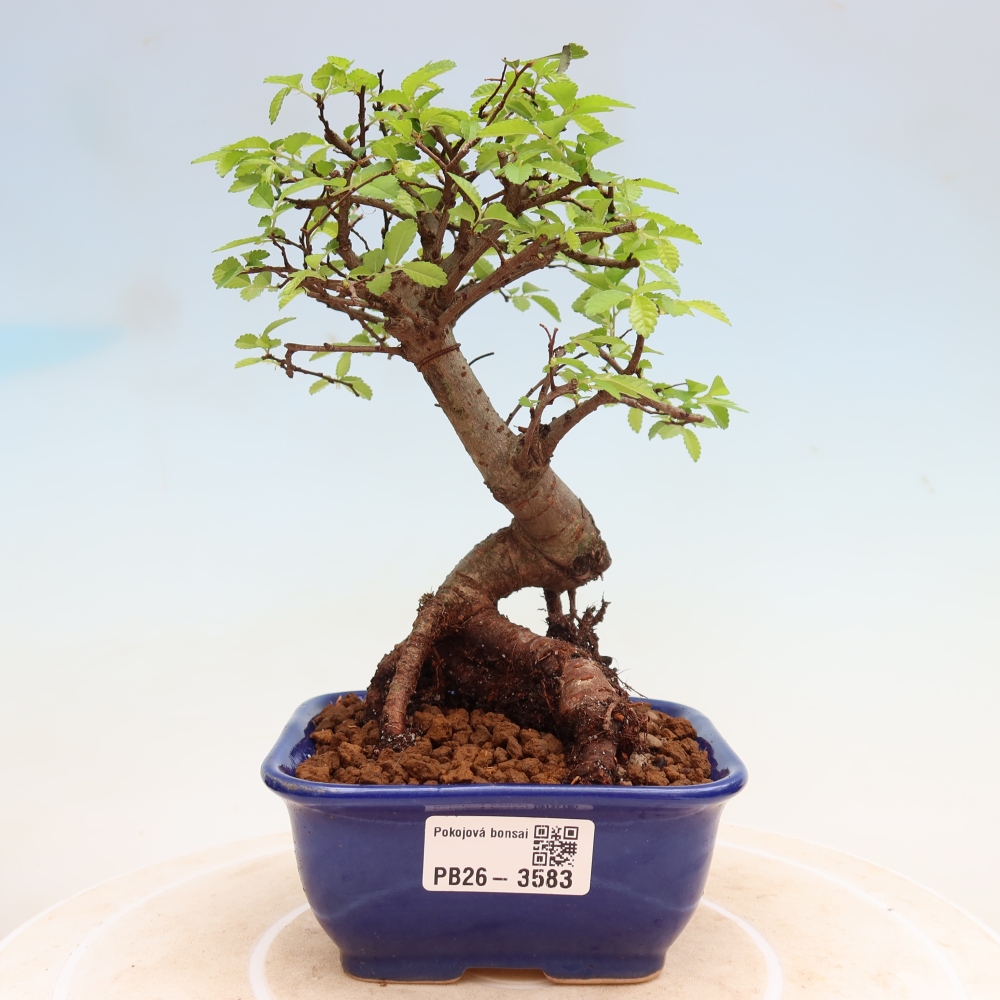 Kamerbonsai - Ulmus parvifolia - Winteriep