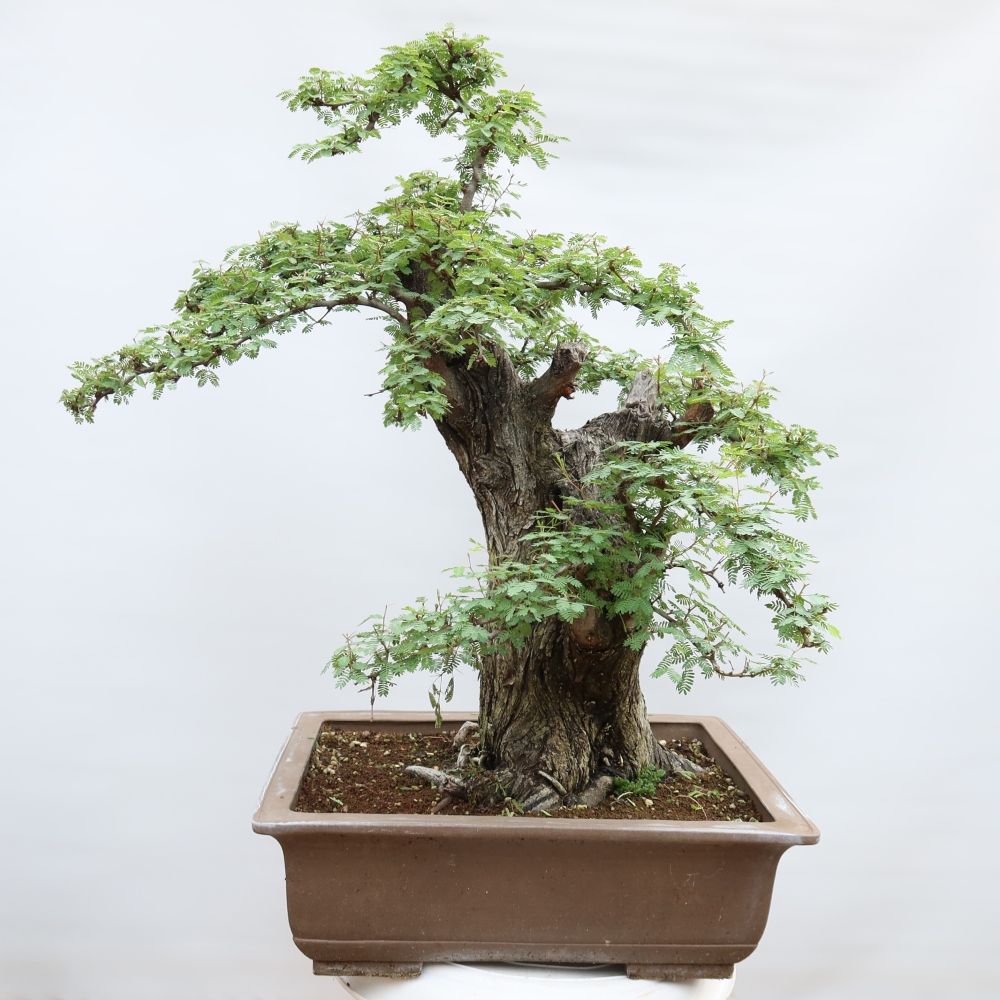 Kamerbonsai - Arabische acacia's