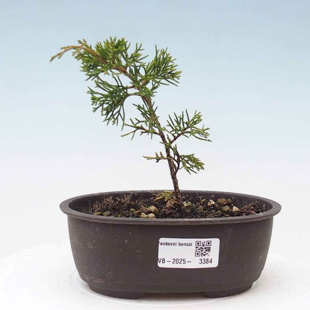 Bonsai voor buiten - Juniperus chinensis Itoigawa