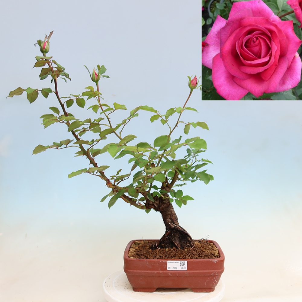 Bonsai voor buiten - Rosa Kordes - roos