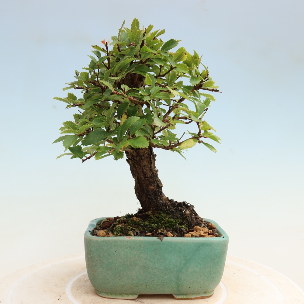 Bonsai voor buiten - Zelkova - Zelkova NIRE