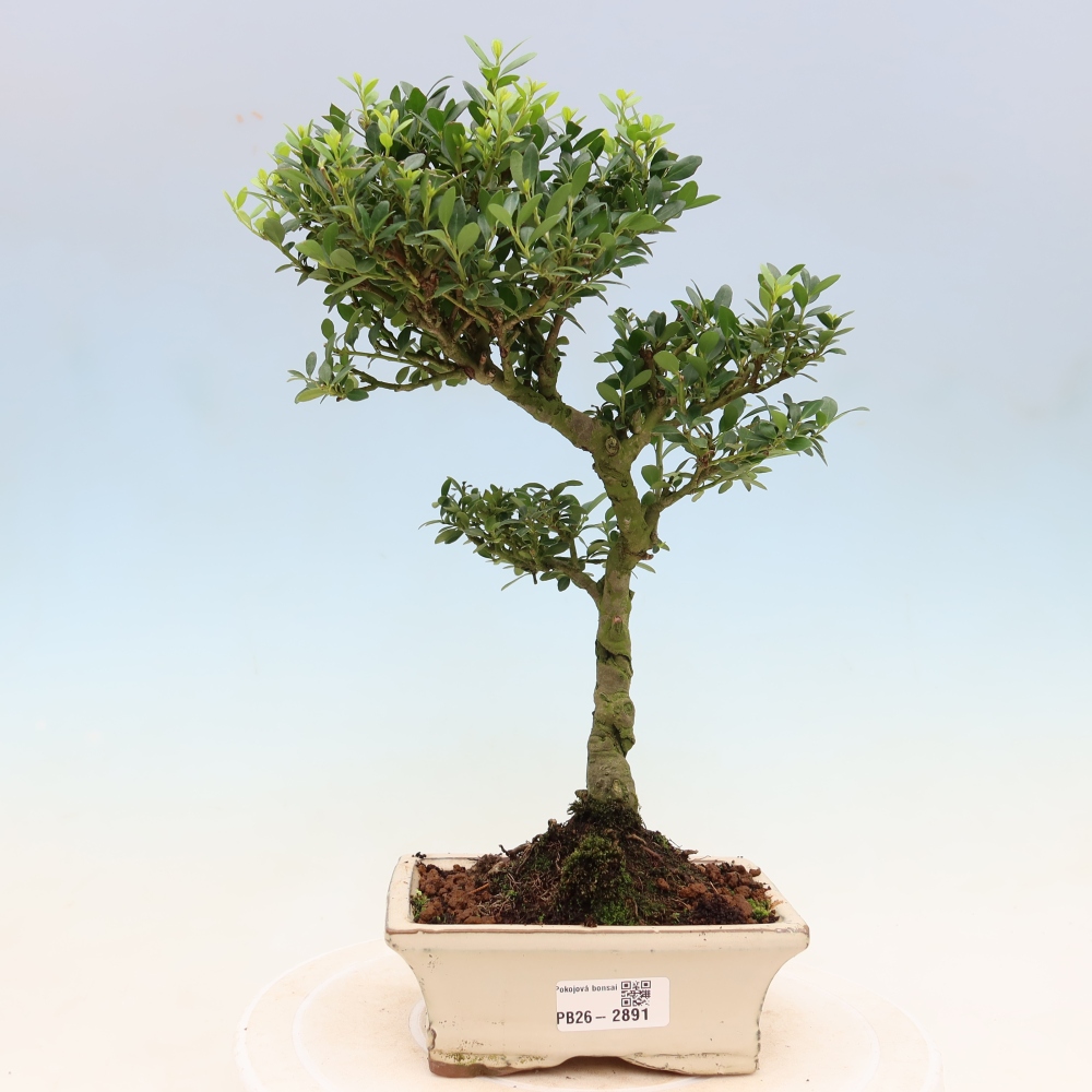 Kamerbonsai - Ilex crenata - Hulst