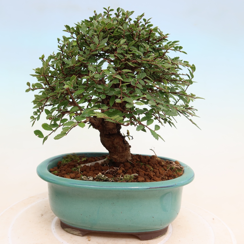 Bonsai voor buiten - Zelkova - Zelkova NIRE