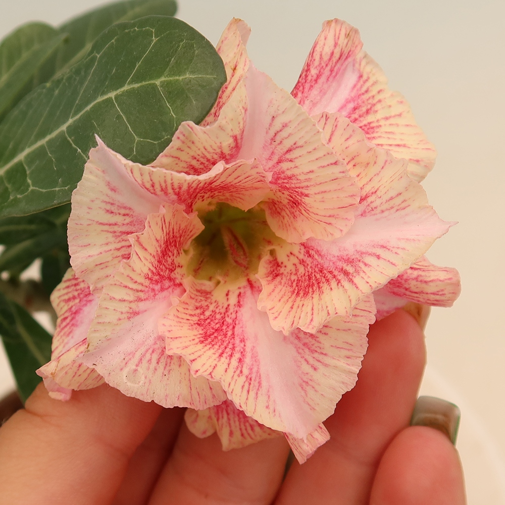 Kamerbonsai - Adenium obesum, geënt V.F.S.277  - Woestijnroos