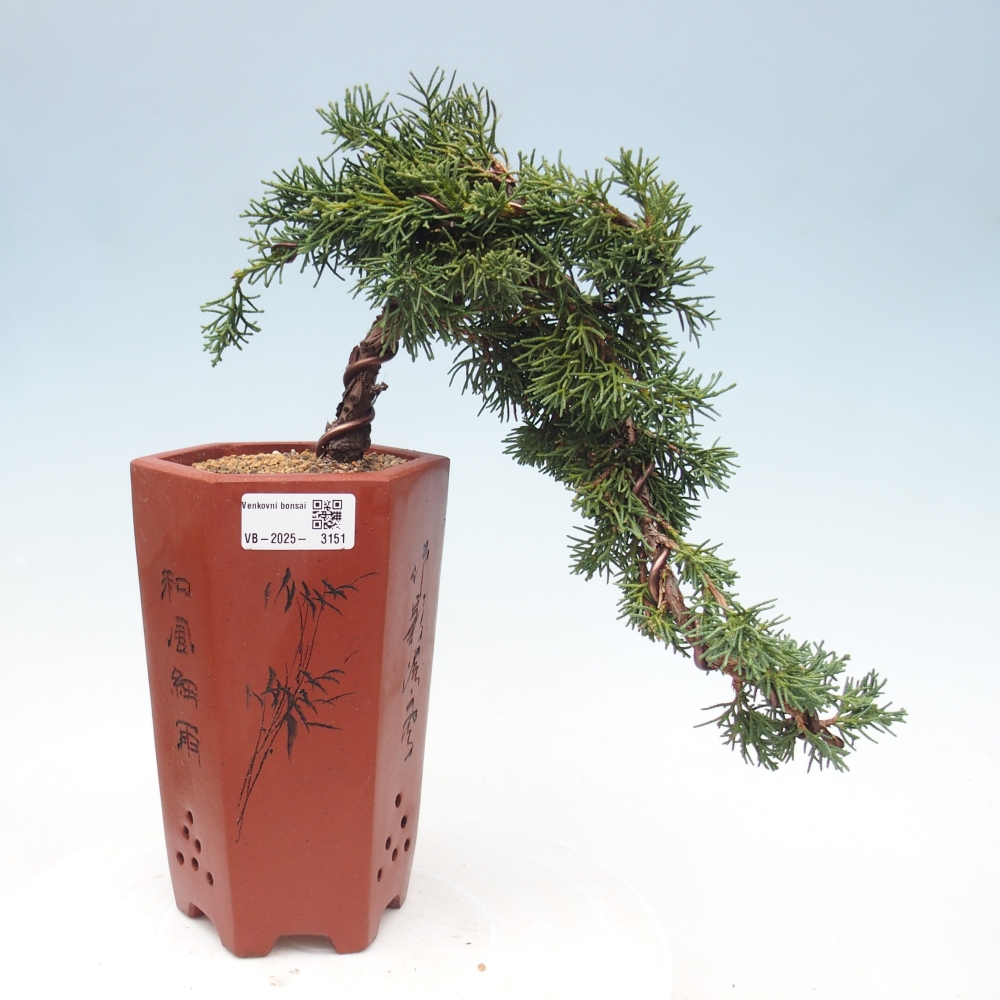 Bonsai voor buiten - Juniperus chinensis Kishu