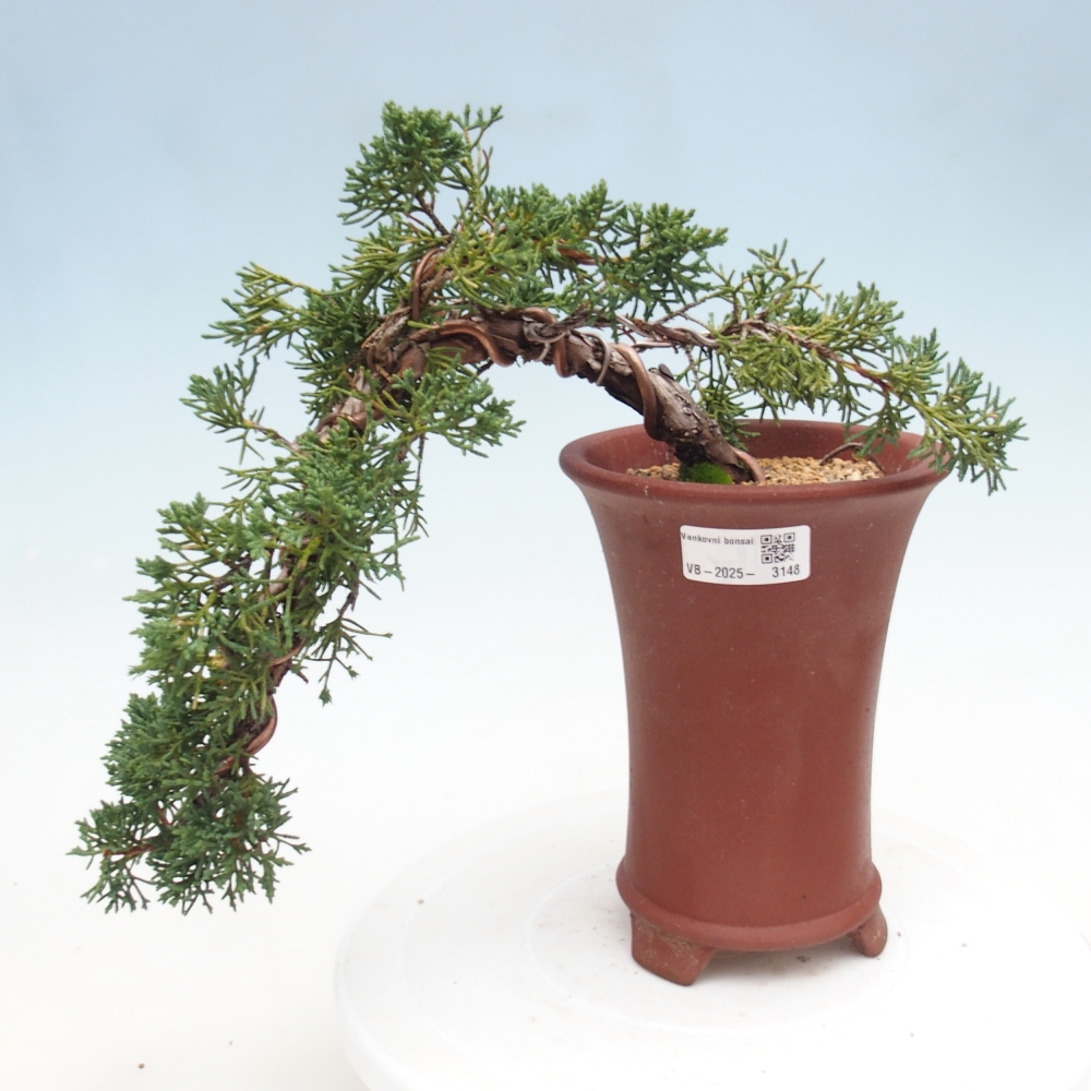 Bonsai voor buiten - Juniperus chinensis Kishu