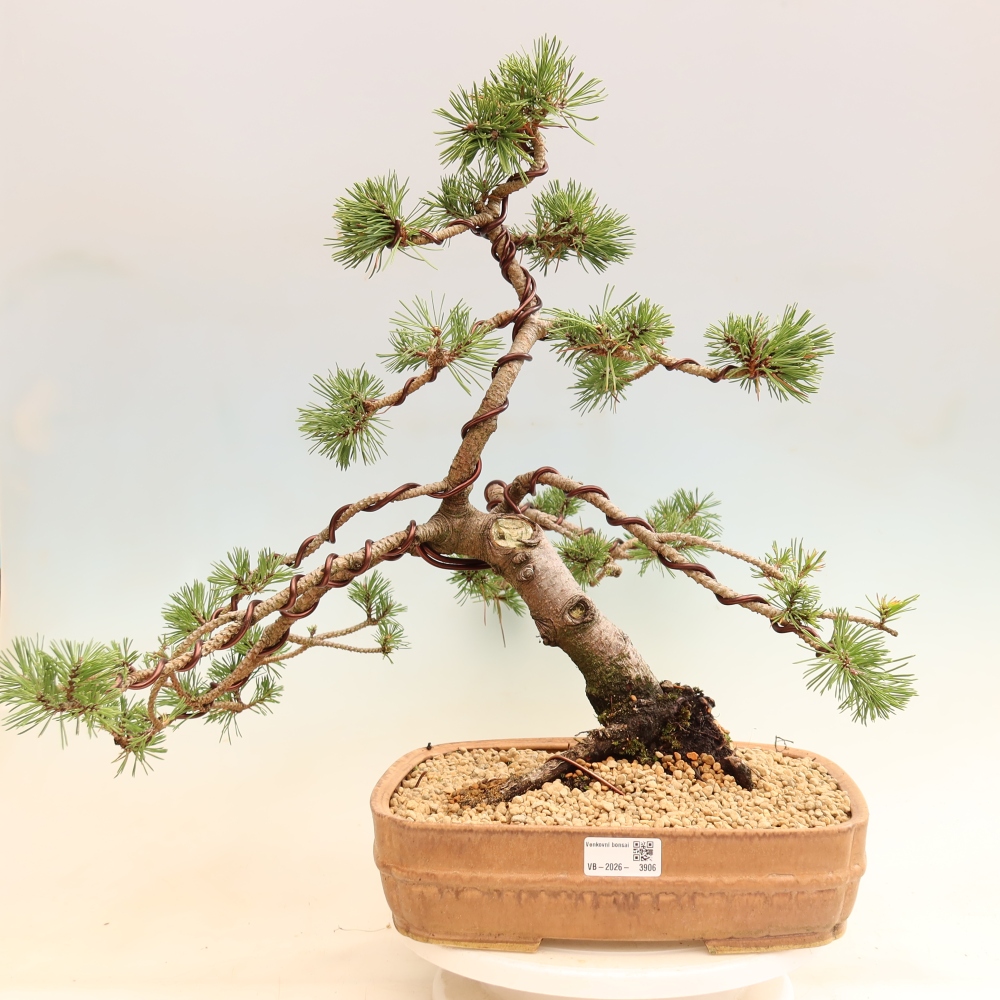 Bonsai voor buiten - Pinus mugo Humpy  - Bergden