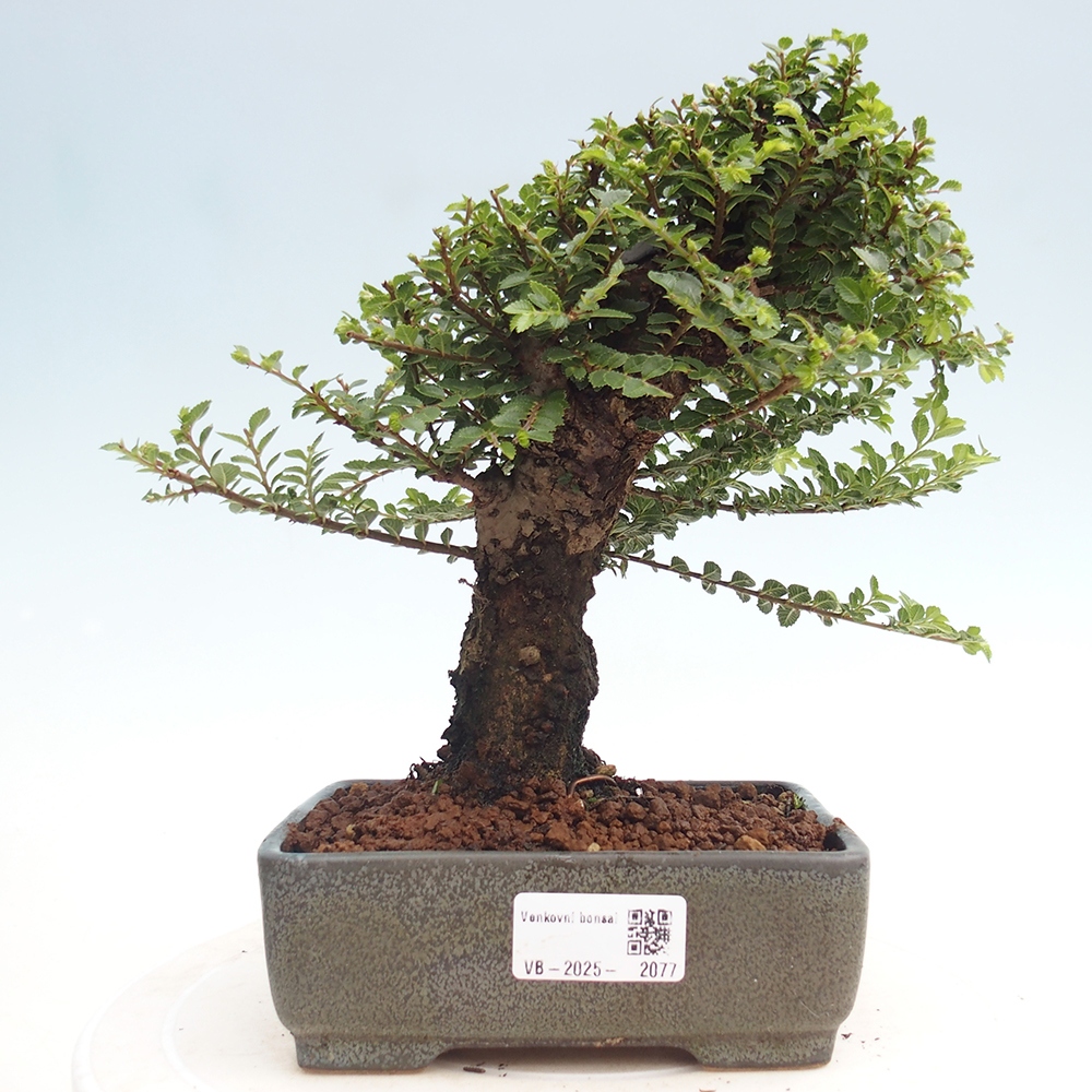 Bonsai voor buiten - Ulmus parvifolia Hokkaido - Chinese iep