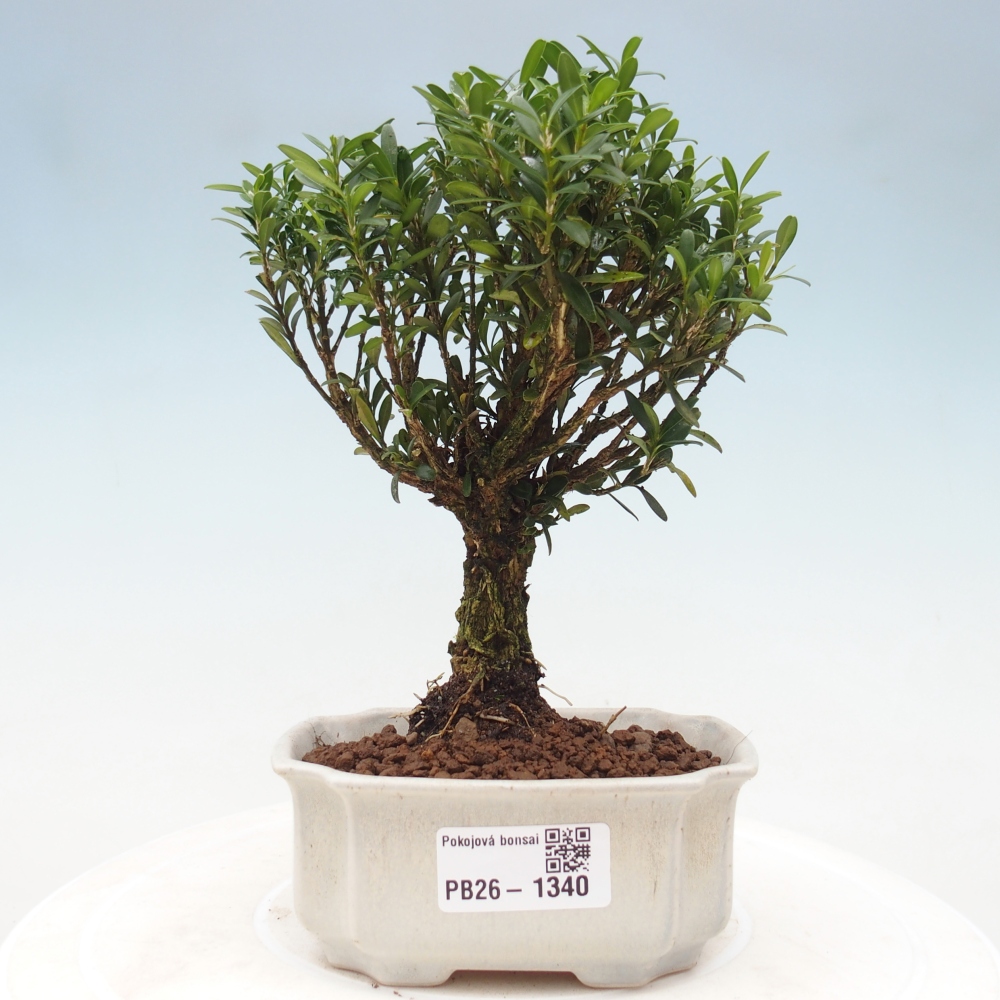 Kamerbonsai - Buxus harlandii - kurk buxus