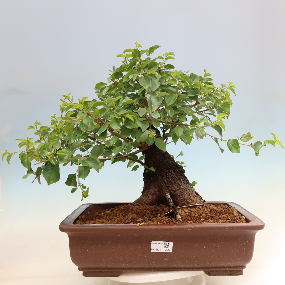 Bonsai voor buiten - Mahalebka - Prunus mahaleb