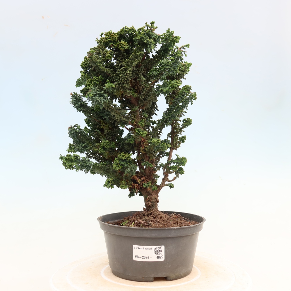 Bonsai voor buiten - Cham. obtusa SEKKA HINOKI - Cipres