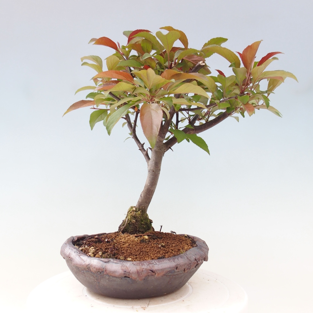 Bonsai voor buiten -Malus domestica - Roodbladige appelboom met kleine vruchten
