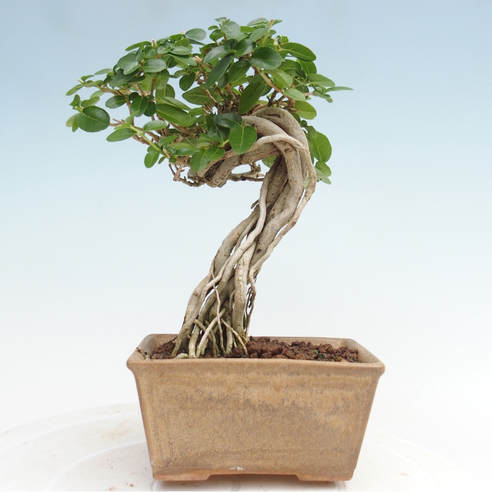 Bonsai voor binnen - Premna serratifolia - Kozlovna malolista
