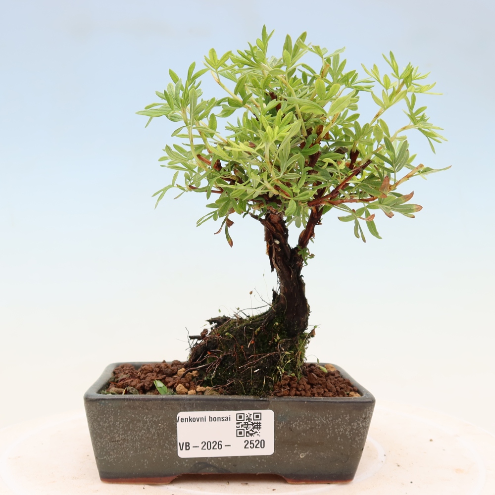 Bonsai voor buiten - Potentila fruticosa
