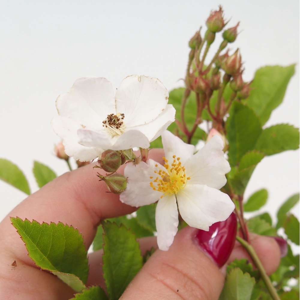 Bonsai voor buiten - Rosa sp. - kleinbloemige roos