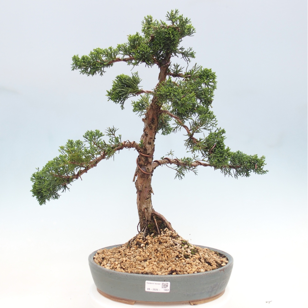 Bonsai voor buiten - Juniperus chinensis Kishu