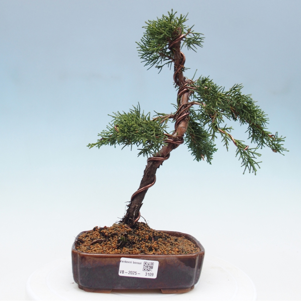Bonsai voor buiten - Juniperus chinensis Kishu