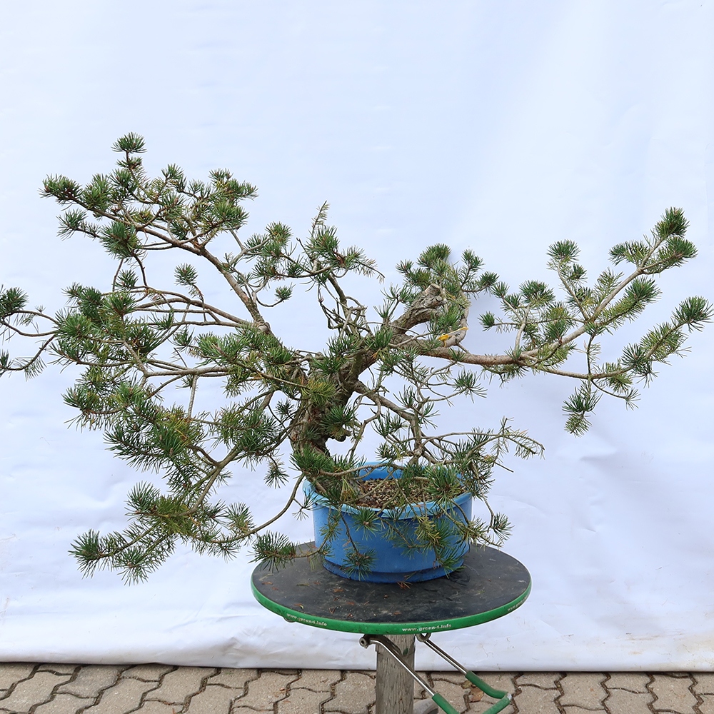 Pinus sylvestris Spanje - grove den