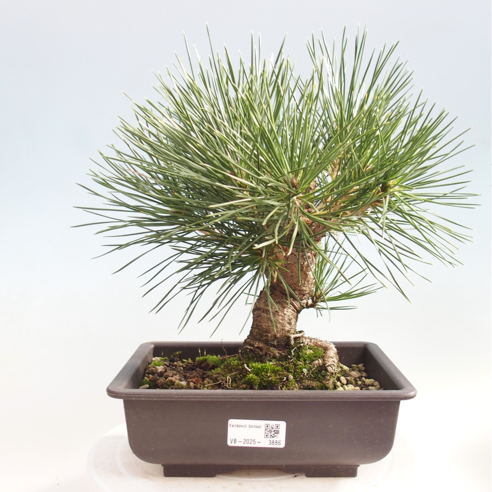 Bonsai voor buiten - Pinus thunbergii - Thunberg den