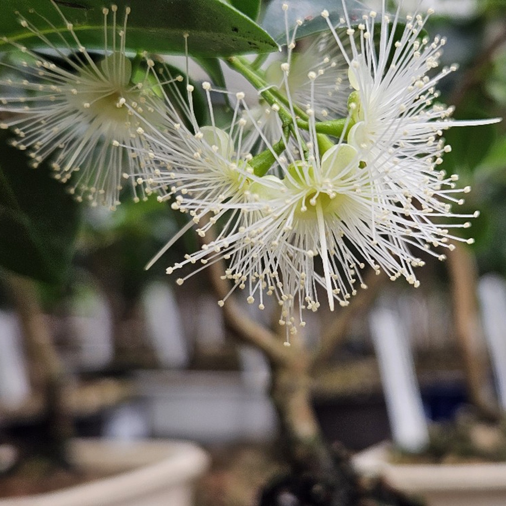 Kamerbonsai - Australische kers - Eugenia uniflora