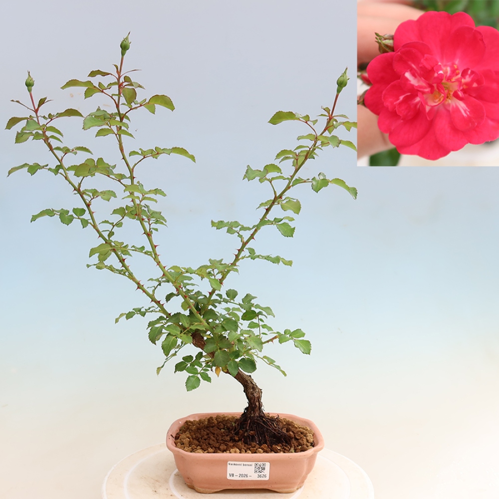 Bonsai voor buiten - Rosa Kordes - roos