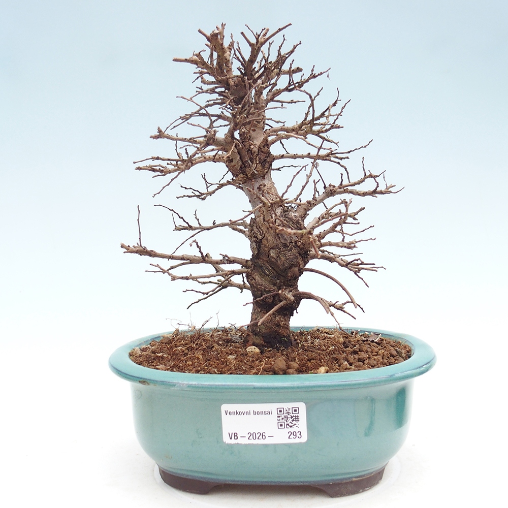 Bonsai voor buiten - Zelkova - Zelkova NIRE