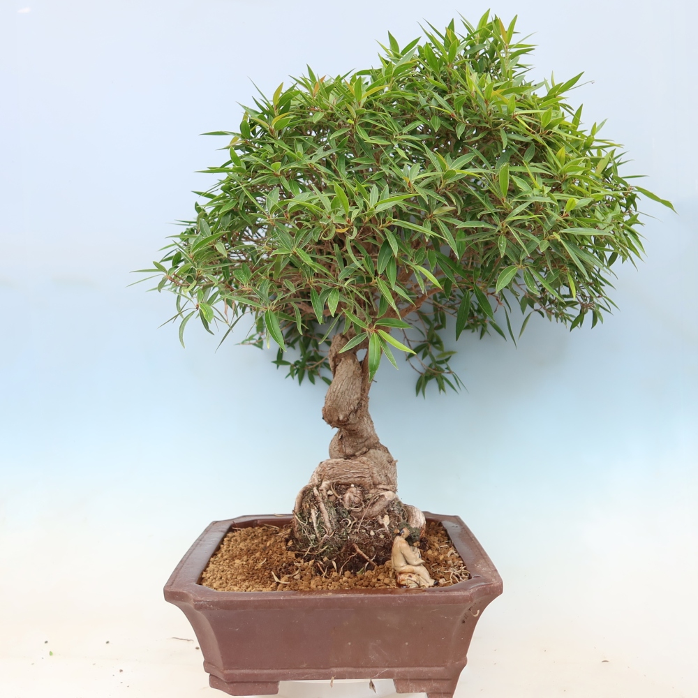 Kamerbonsai - Ficus nerifolia - kleinbladige ficus
