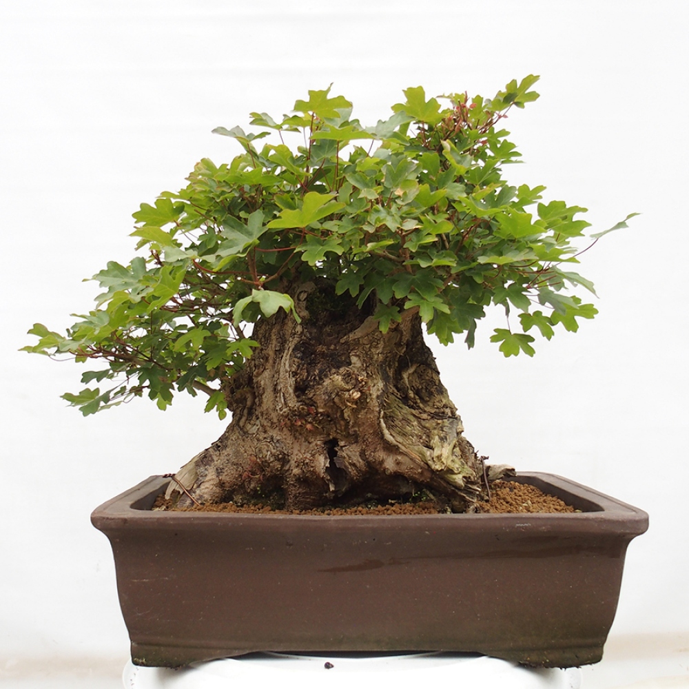 Bonsai voor buiten - Franse esdoorn - Acer Nonspessulanum
