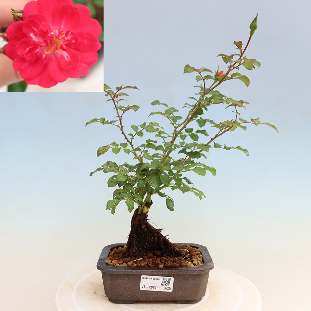 Bonsai voor buiten - Rosa Kordes - roos