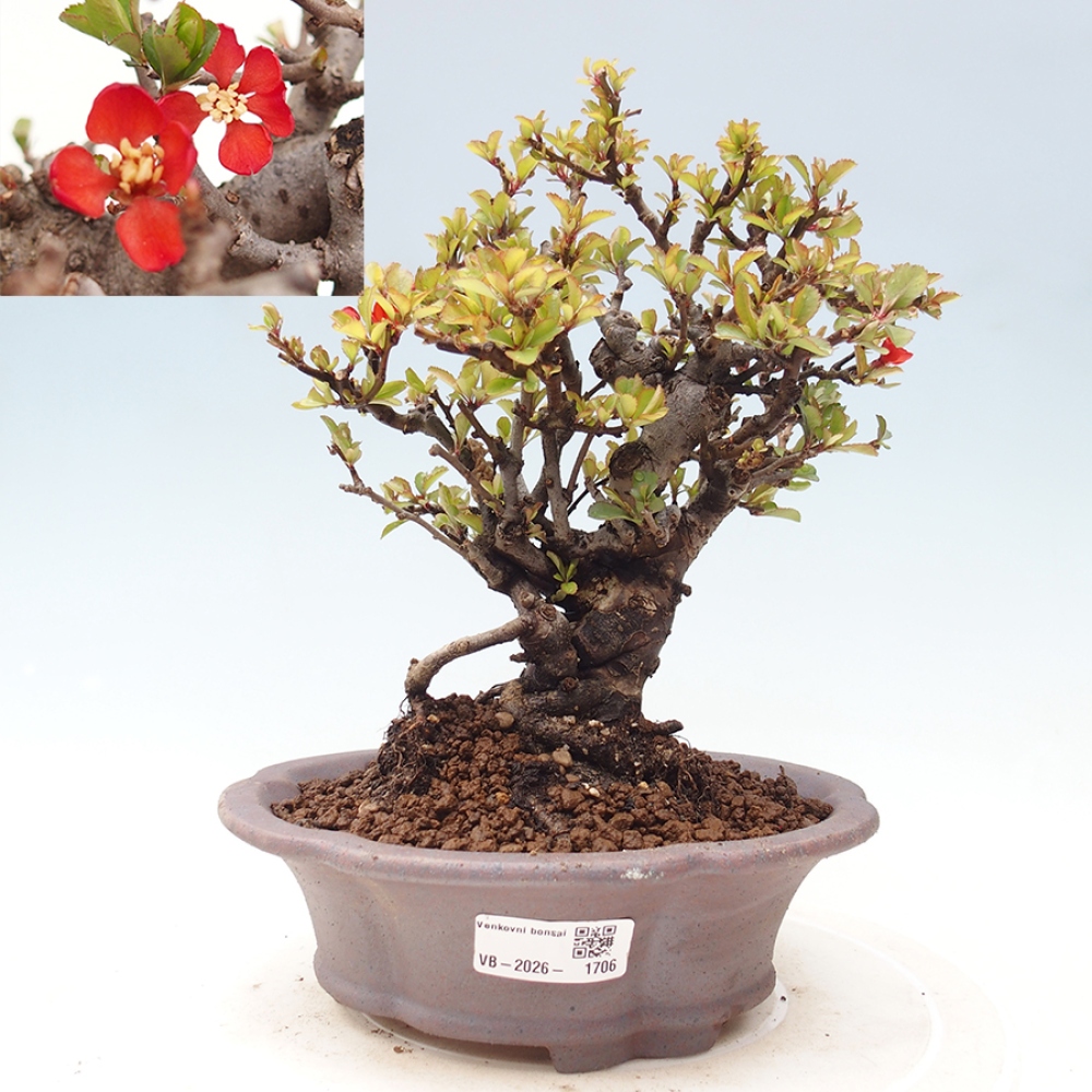 Bonsai voor buiten - Chaneomeles speciosa - Kweepeer
