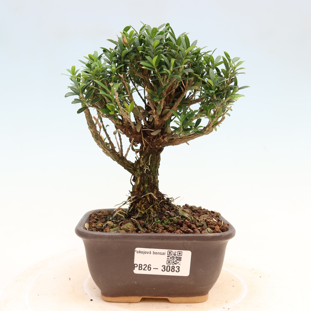 Kamerbonsai - Buxus harlandii - kurk buxus