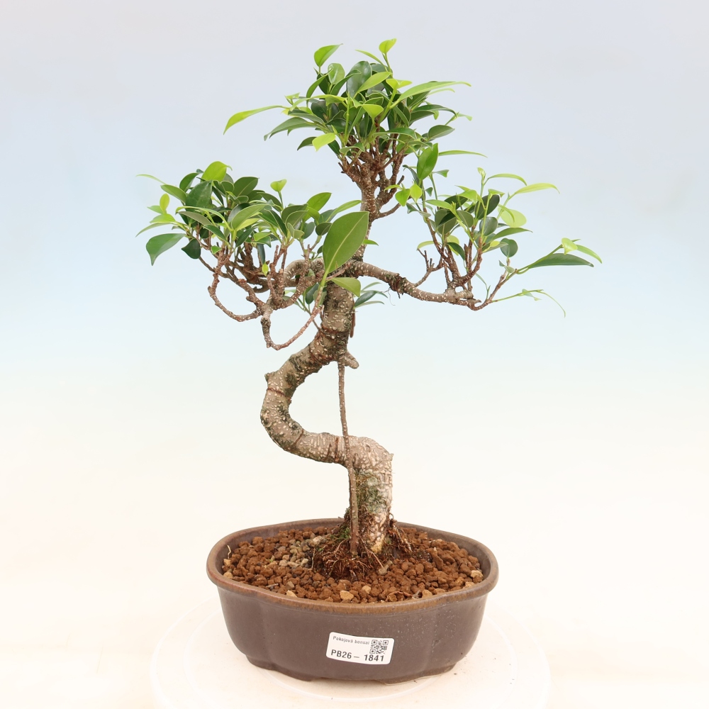Kamerbonsai - Ficus retusa - kleinbladige ficus