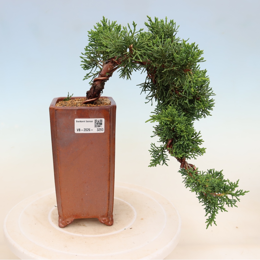 Bonsai voor buiten - Juniperus chinensis Kishu