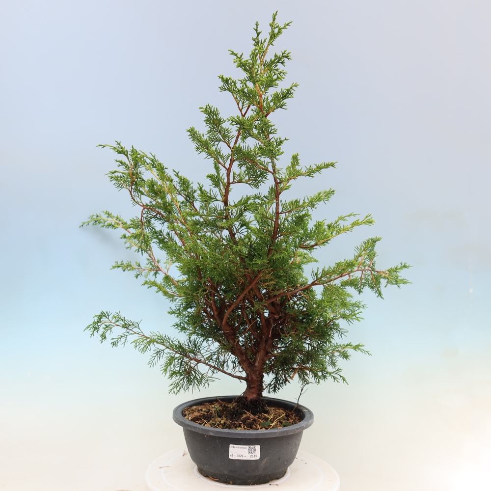 Bonsai voor buiten - Juniperus chinensis Itoigawa