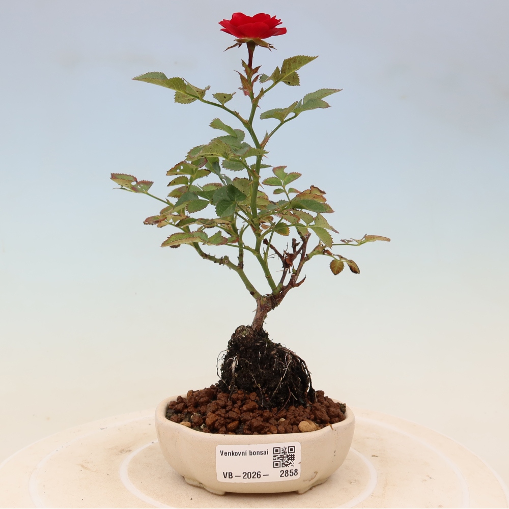 Bonsai voor buiten - Rosa Kordes - roos