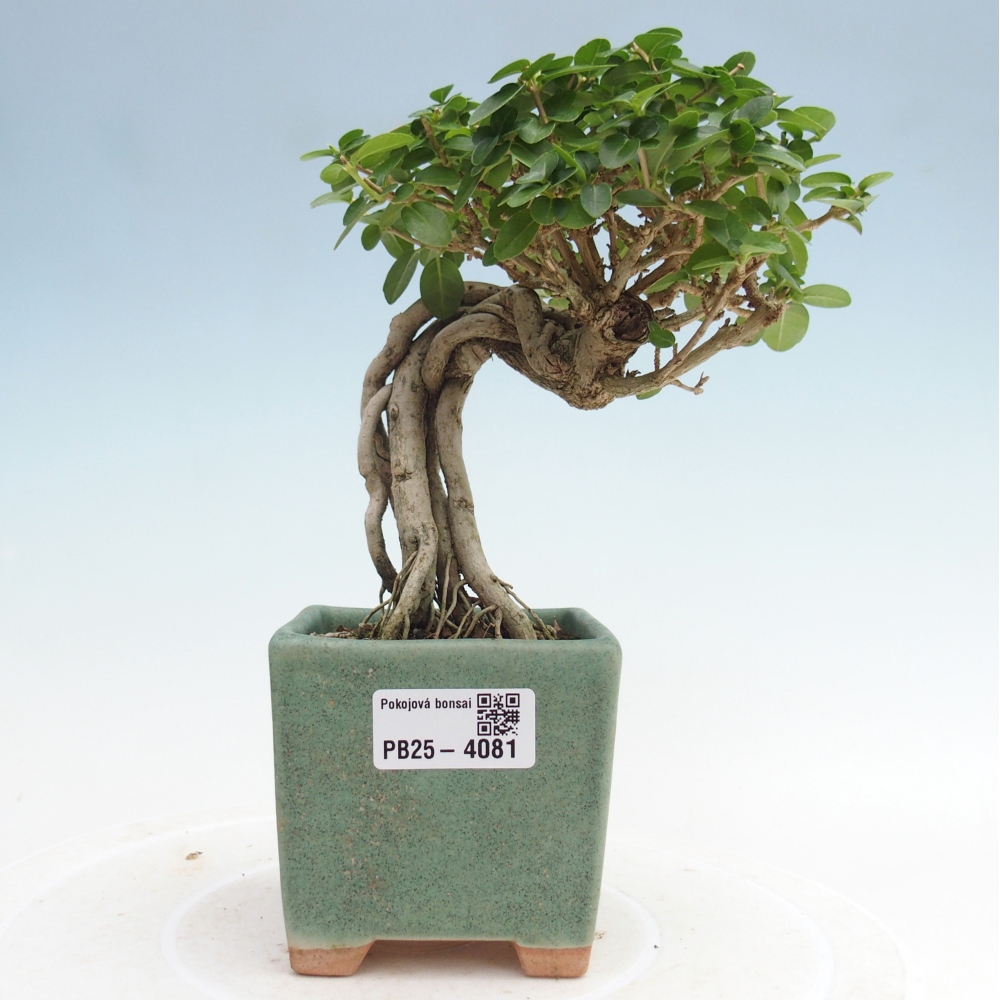 Bonsai voor binnen - Premna serratifolia - Kozlovna malolista