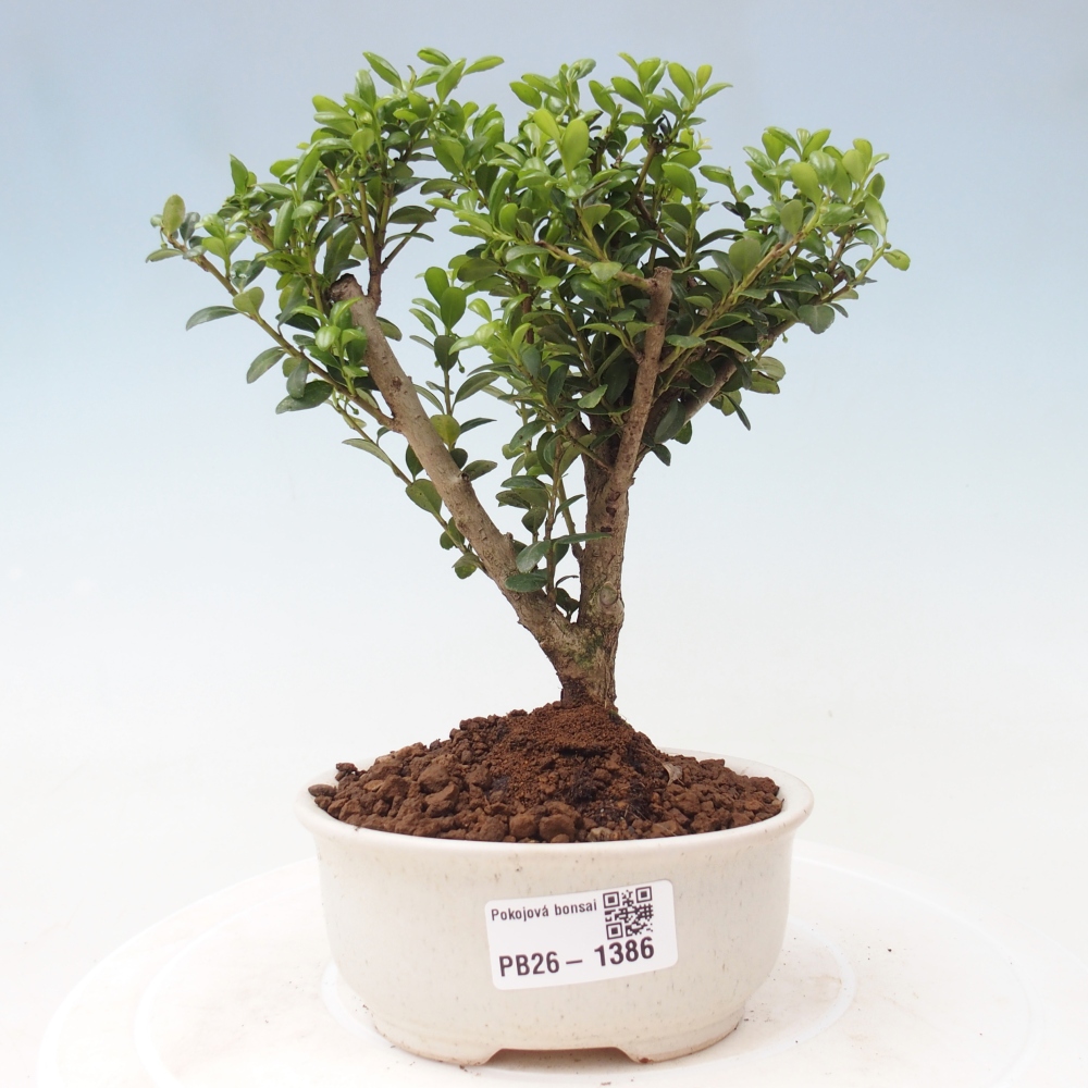 Kamerbonsai - Ilex crenata - Hulst