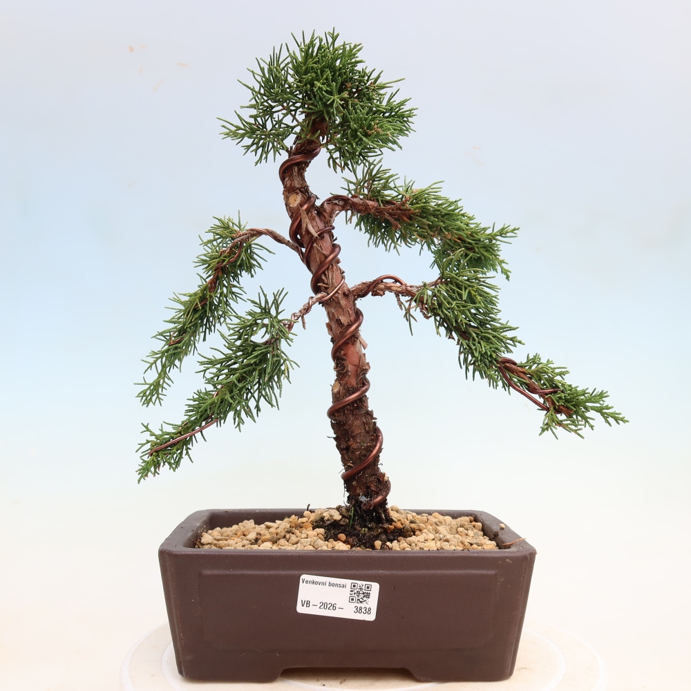 Bonsai voor buiten - Juniperus chinensis Kishu