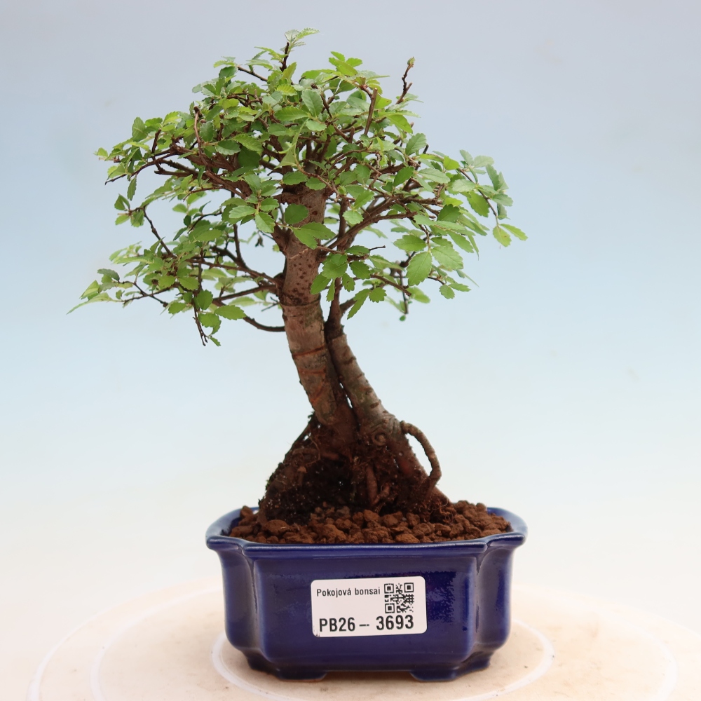 Kamerbonsai - Ulmus parvifolia - Winteriep