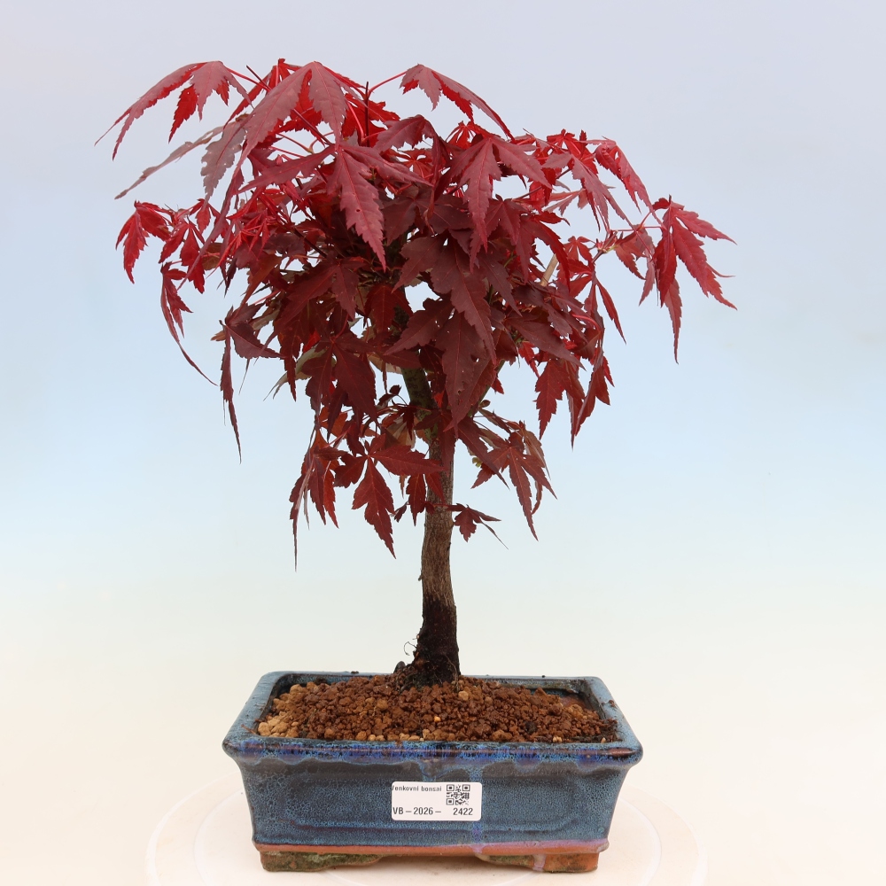 Bonsai voor buiten - Acer palm. Atropurpureum-Javorpalm