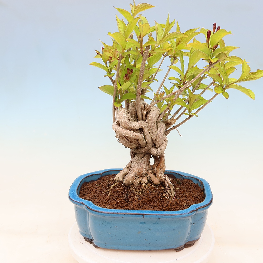 Buitenbonsai - Weigela subsessilis - Koreaanse weigela
