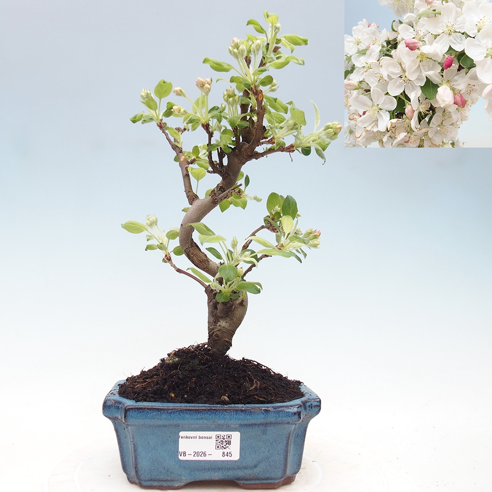 Bonsai voor buiten -Malus halliana - Appelboom met kleine vruchten