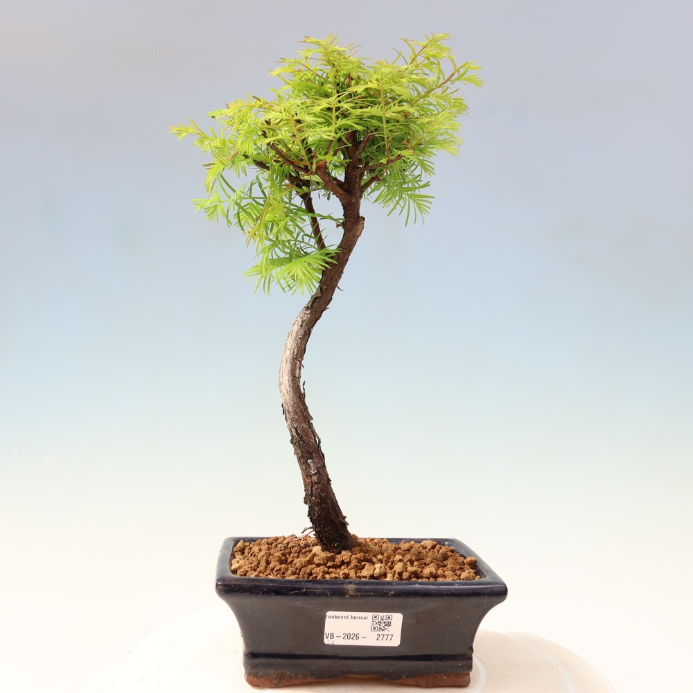 Bonsai voor buiten - Metasequoia glyptostroboides - Chinese Metasequoia