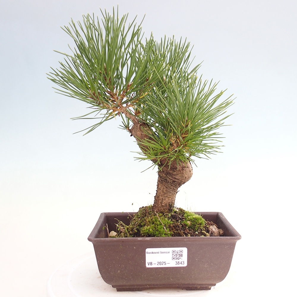Bonsai voor buiten - Pinus thunbergii - Thunberg den