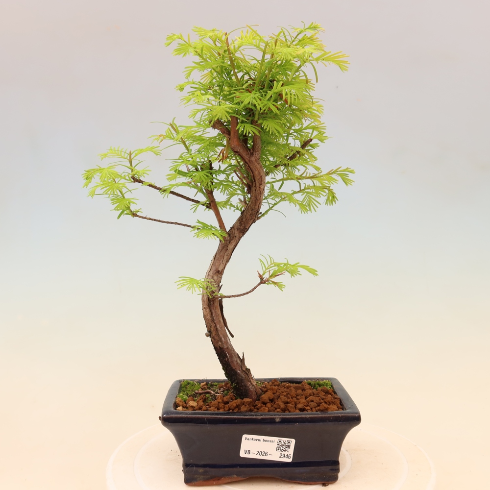 Bonsai voor buiten - Metasequoia glyptostroboides - Chinese Metasequoia