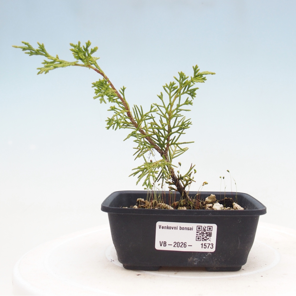Bonsai voor buiten - Juniperus chinensis Itoigawa